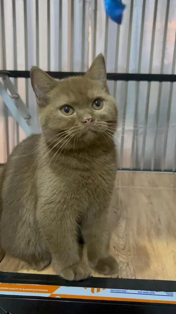 British Shorthair BSH