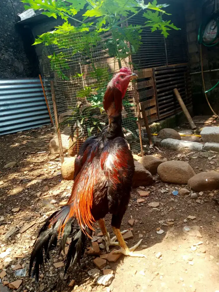 Ayam Jago bangkok klasik