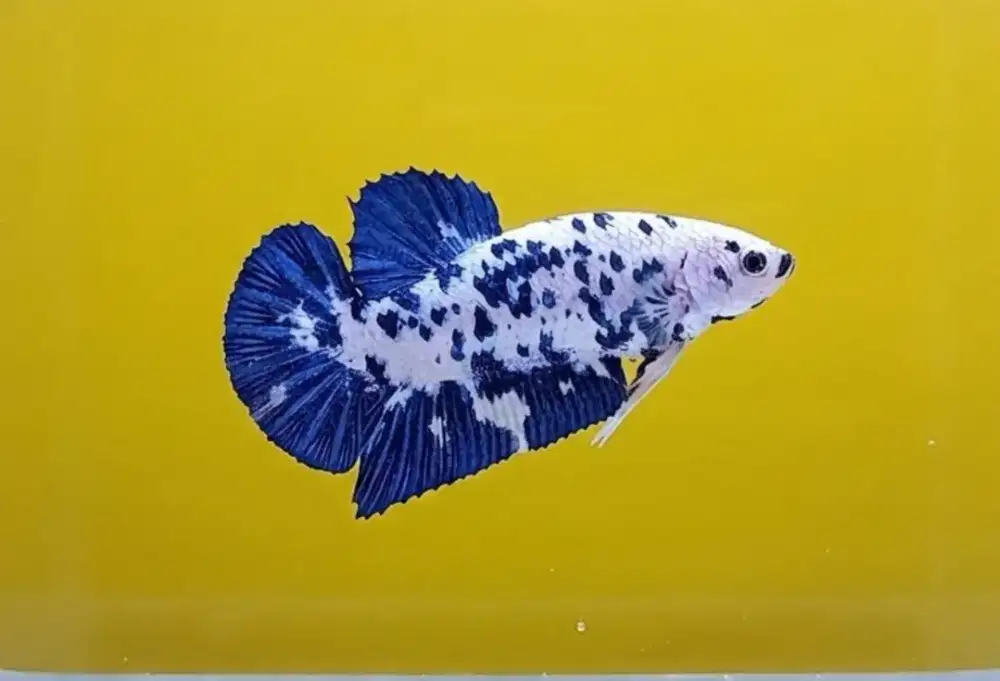 ikan cupang giant dot dot betina