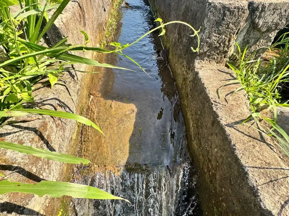 Sawah Lokasi Singosari