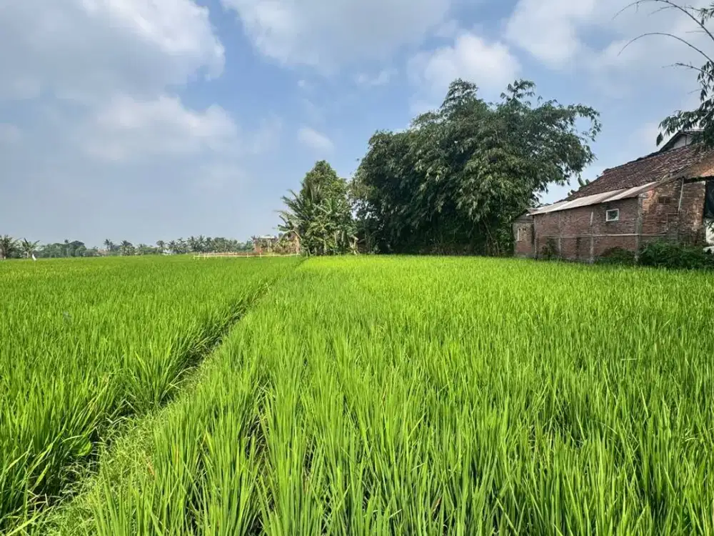 Sawah Prospek Lokasi di Singosari