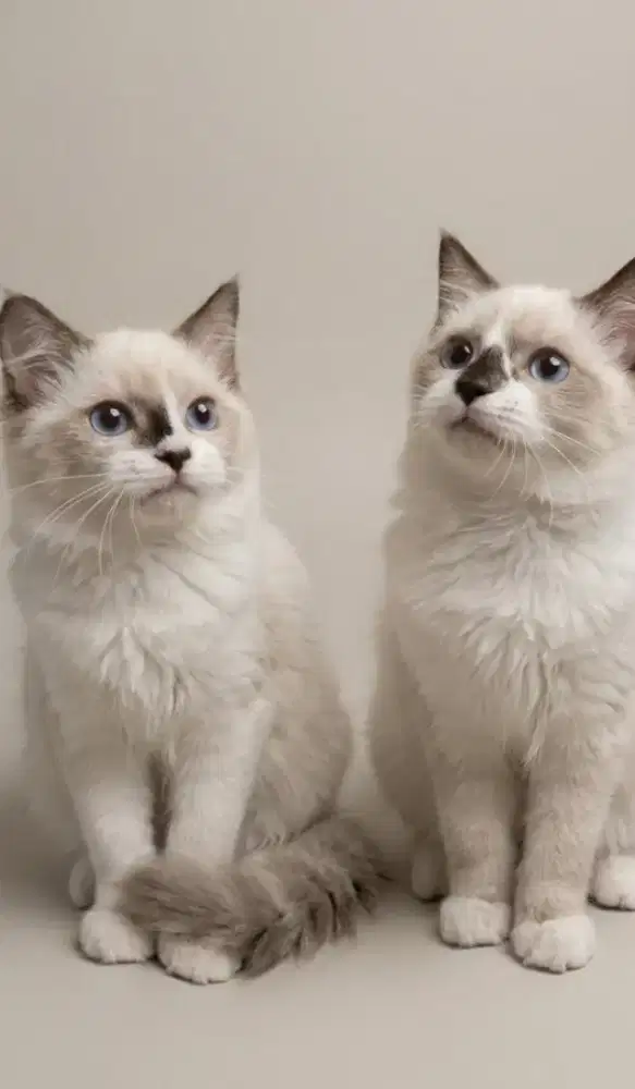 Ragdoll Betina dan Jantan