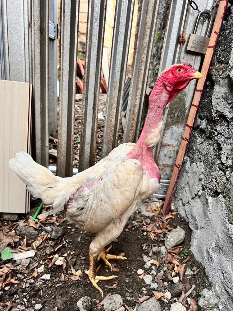 Ayam saigon, ayam bangkok, ayam botak, ayam hias