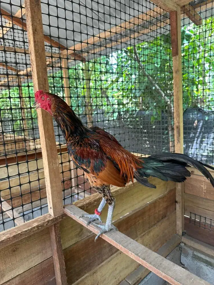 Jual ayam Pama iq