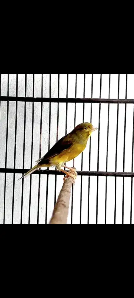 Kenari Sudah Gacor plus Kandang