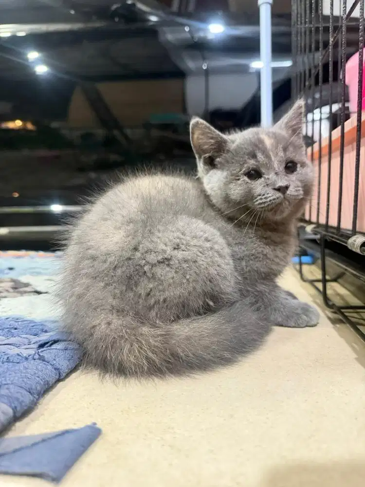 British shorthair