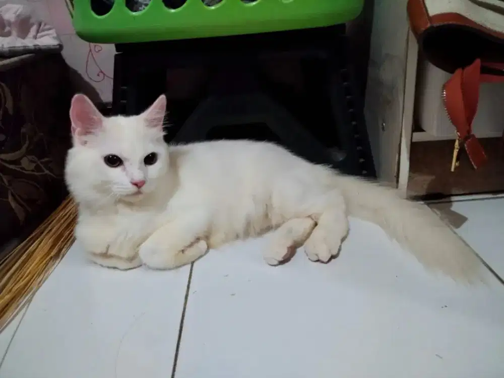 Kucing persia Betina