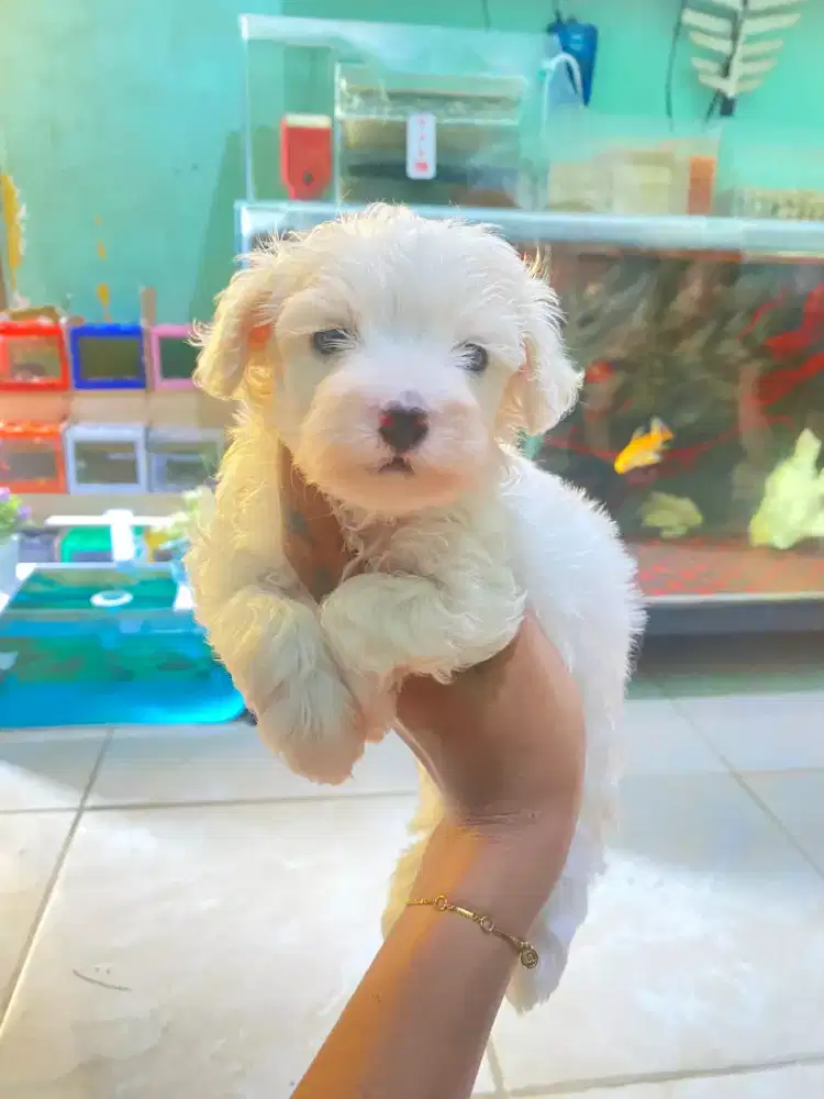 puppys Maltipo betina dan jantan