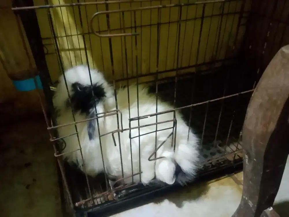 Jual borongan kelinci hias