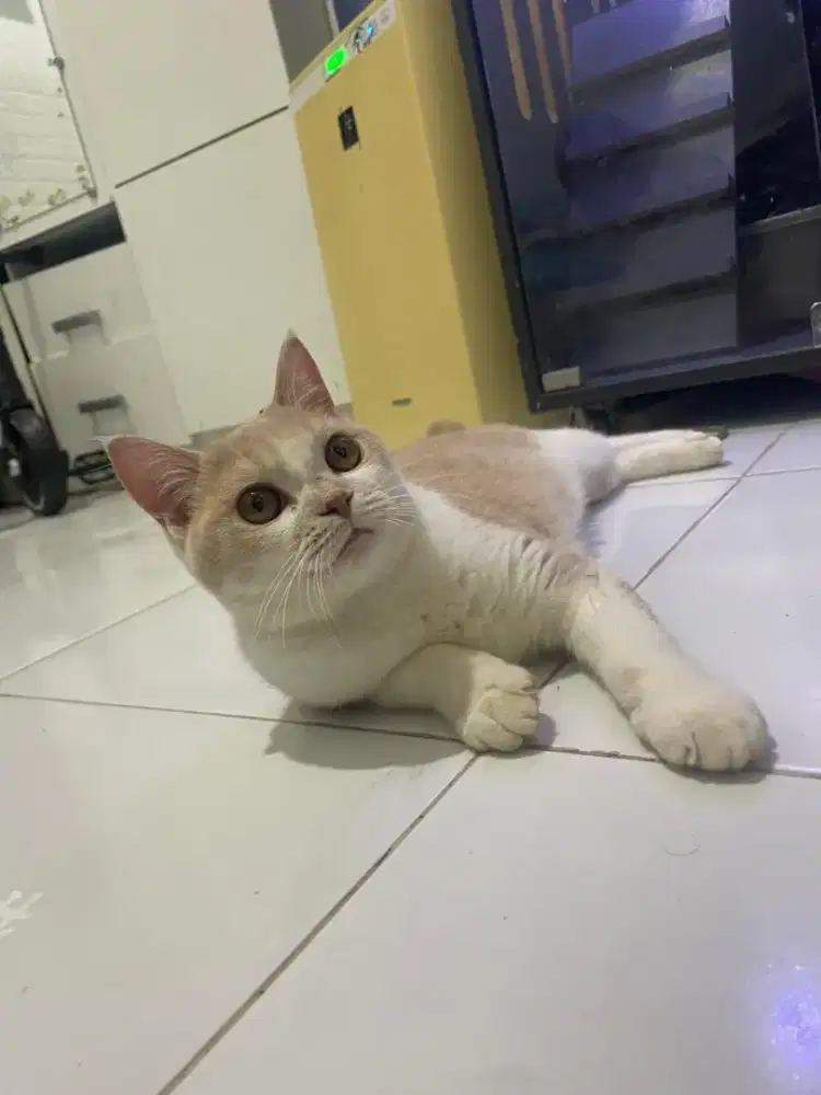 Bsh bico cream jantan