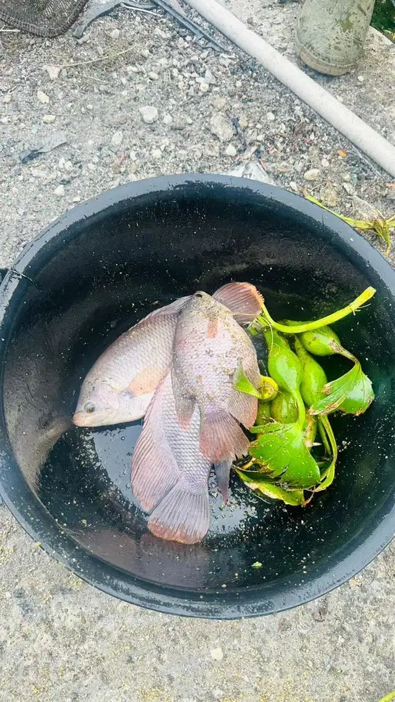 Ikan gurame ikan