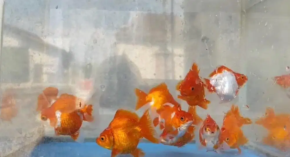 Ikan maskoki ( Goldfish )ryukin rw