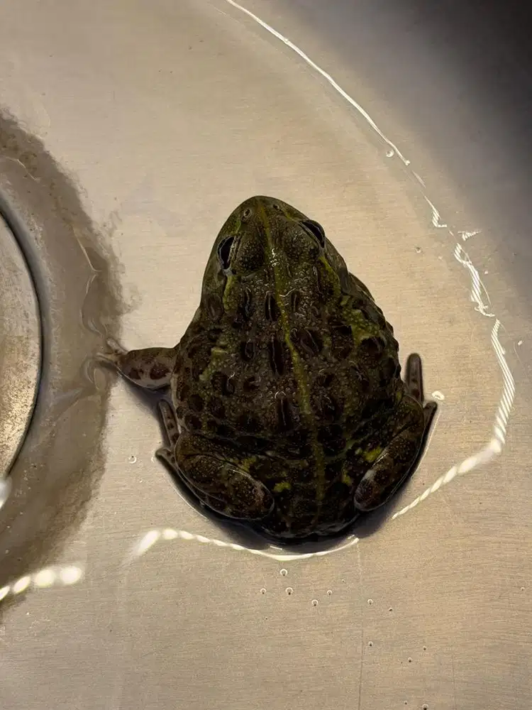 pixie frog 7cm mulus
