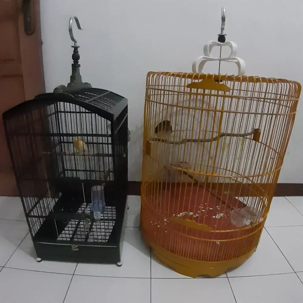 Burung murai trotol betina body big dan anakan kenari loper