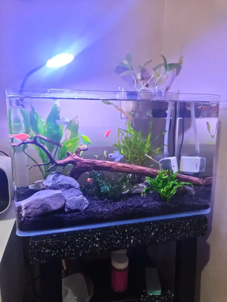 Aquascape Fullset + ikan