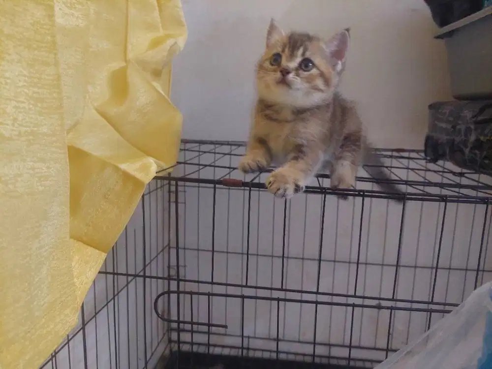 Lepas Adopt Kitten BSH Golden