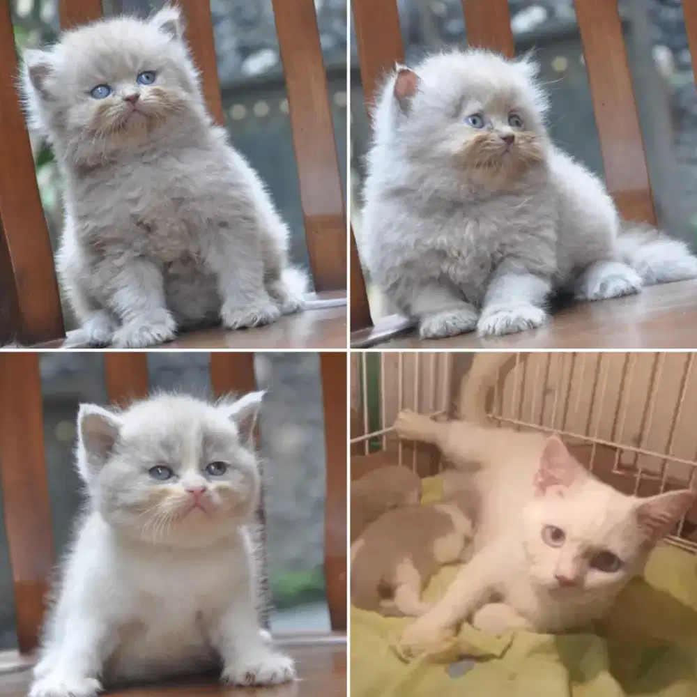 Bsh white cinamon  carrier bawa 3 anak