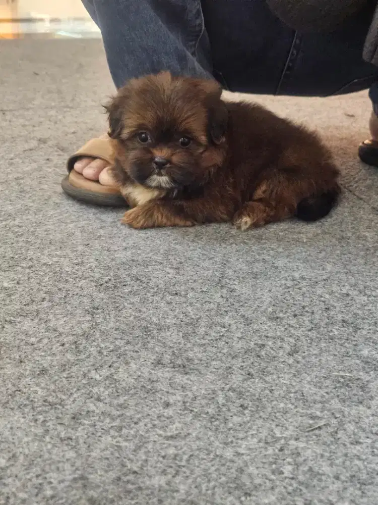 Anjing mix maltipo