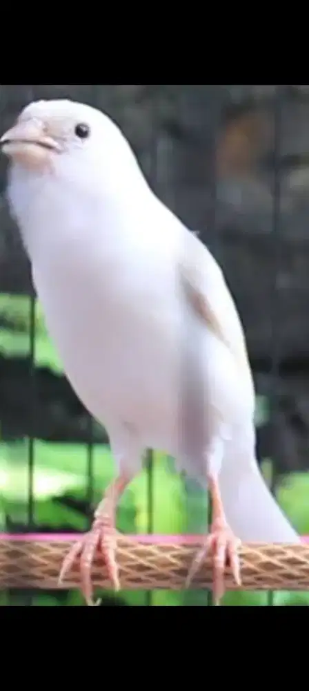 Kenari putih prospek gantang