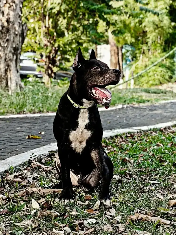 Cane corso x Pitbull xxl
