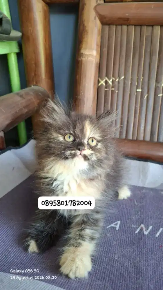 Kucing betina /kitten persia bbetina /kucing   persia