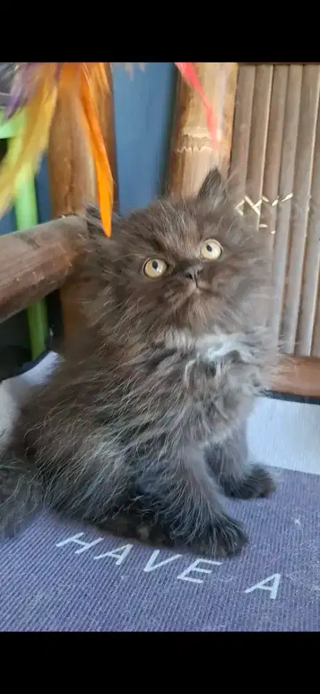 Anak kucing anggora/kitten flatnose jantan/kucing persia  jantan