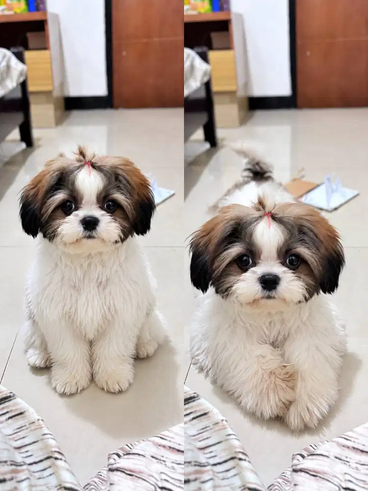 Jual Shitzu Jantan