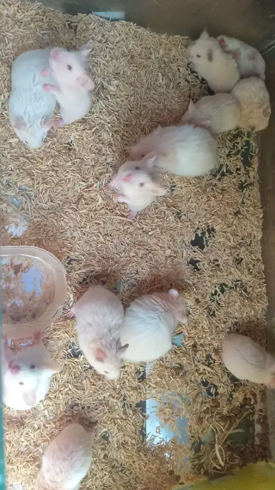 Hamster sirian umur 3 bl