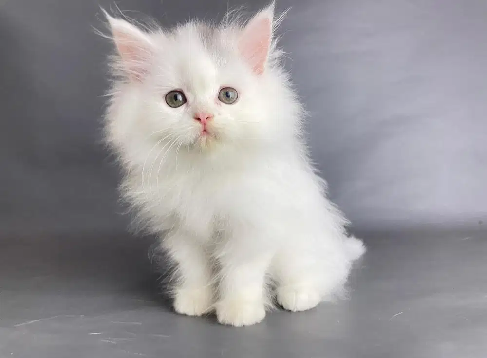 Kitten Persia Betina