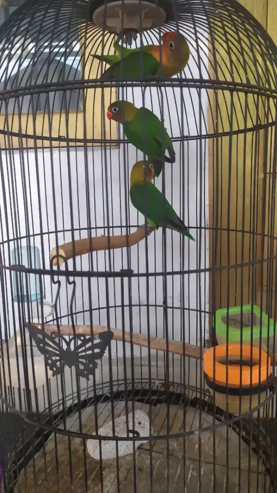 Burung lovebird/lb paud