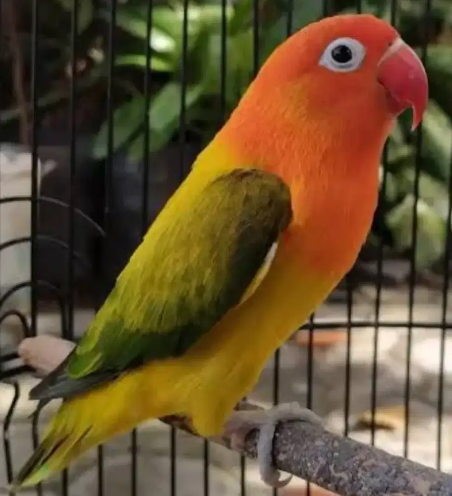 Lovebird biola Ewing Gold