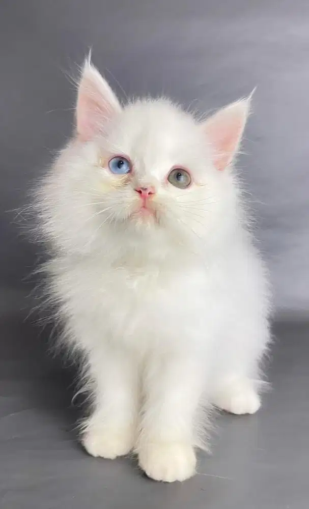 Kitten Persia Jantan