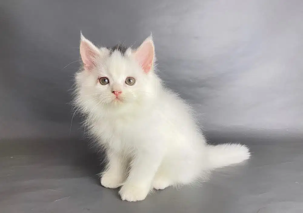 Kitten persia jantan