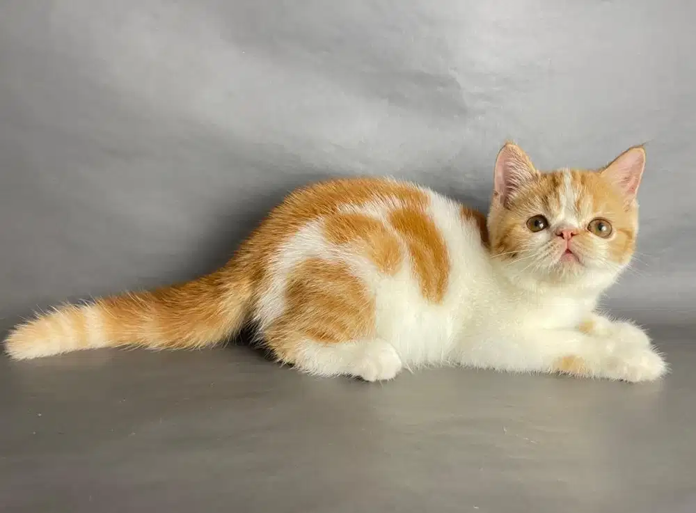 Kiten Persia Betina Short Hair
