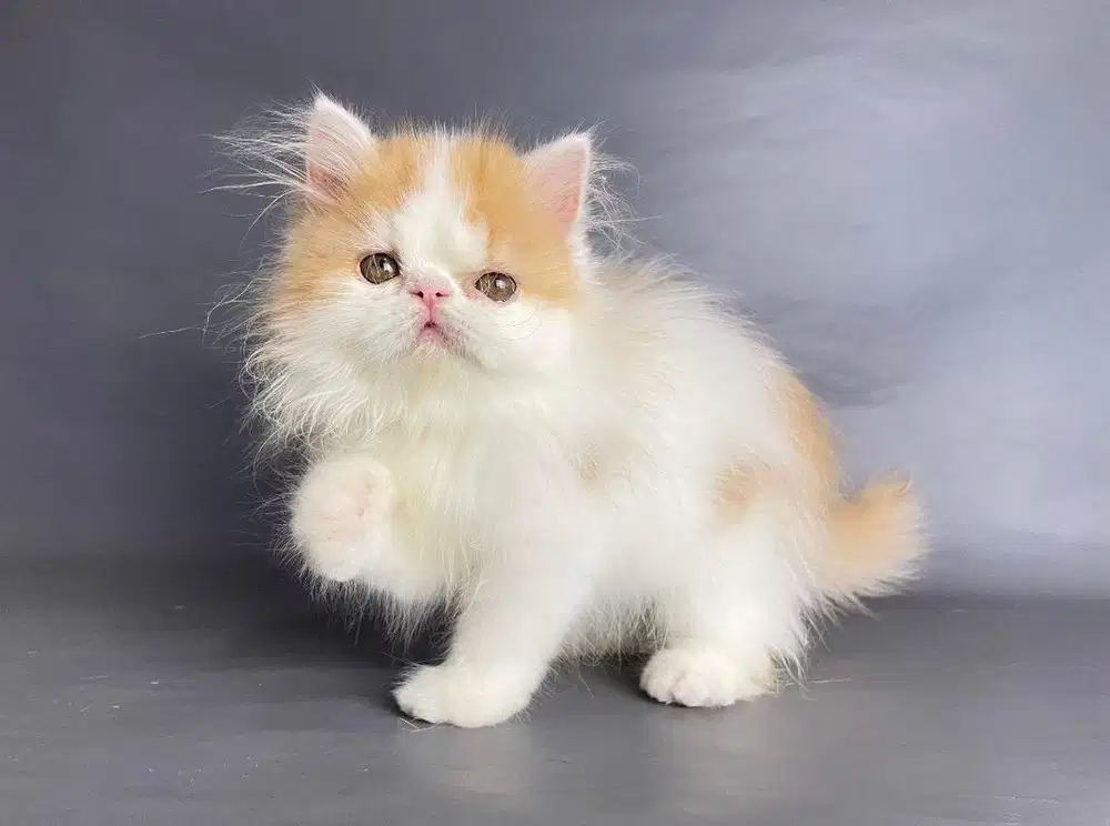 Kitten Persia Jantan