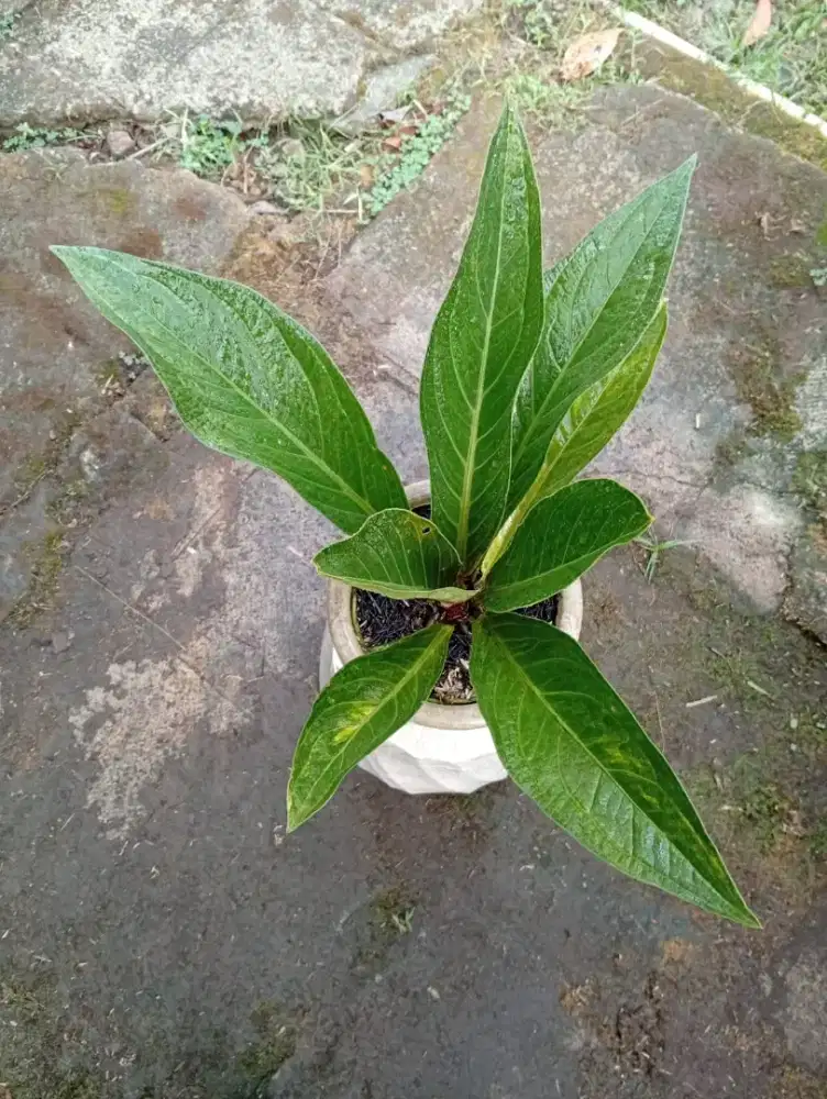 Anthurium Jemani Varigata