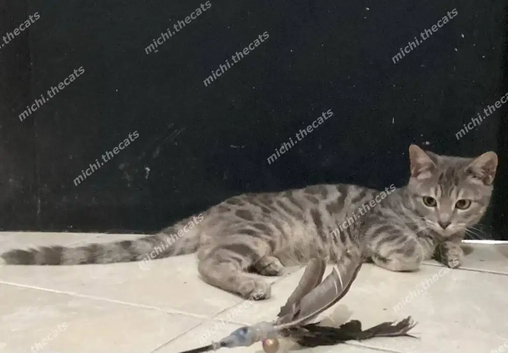 BSH munchkin genetta jantan