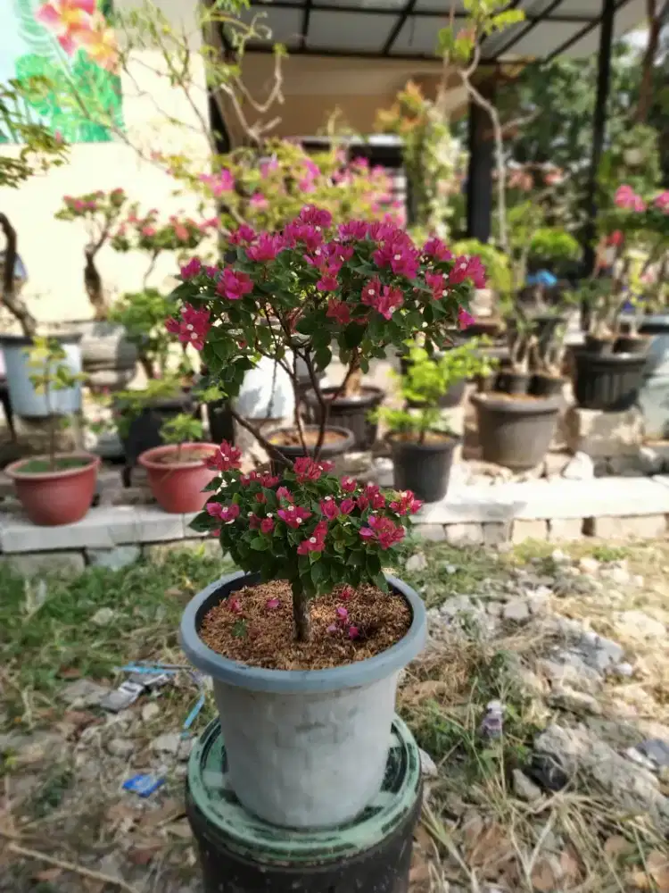 Bonsai Bougenville Singapore