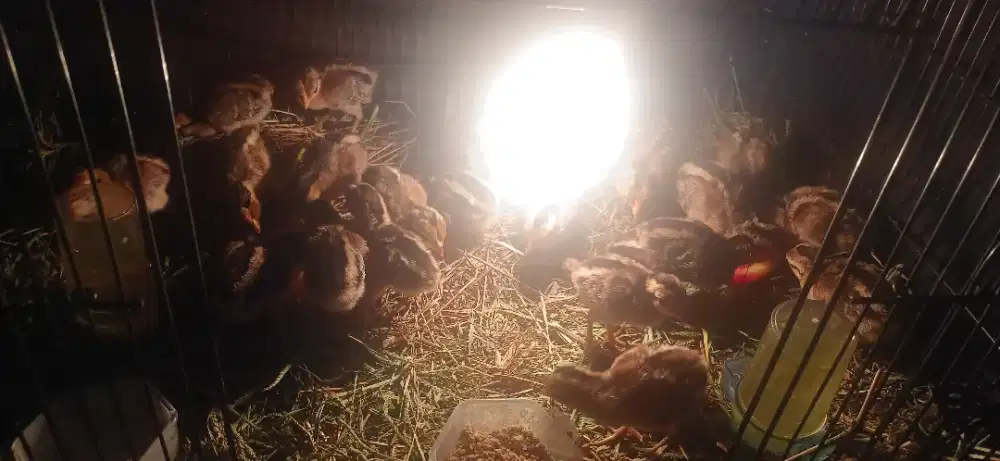 Anak ayam hutan hijau