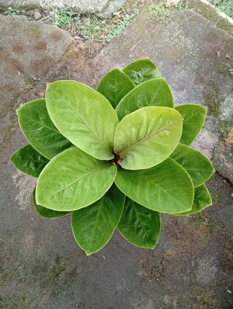 Anthurium Jemani Maangkok