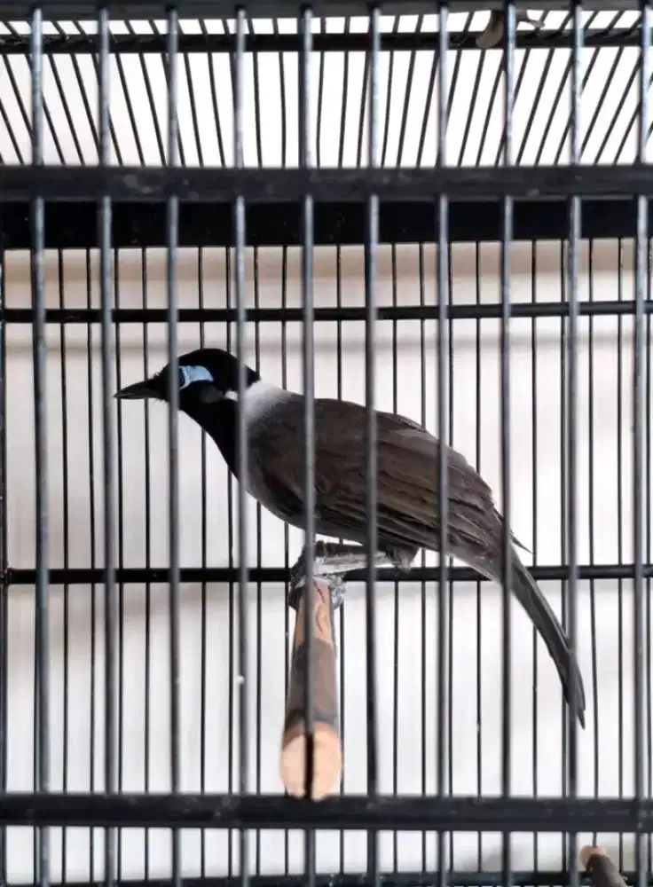 burung poksay black hoded jantan