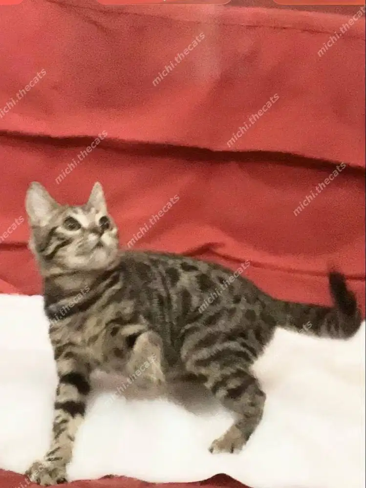 BSH munchkin genetta jantan