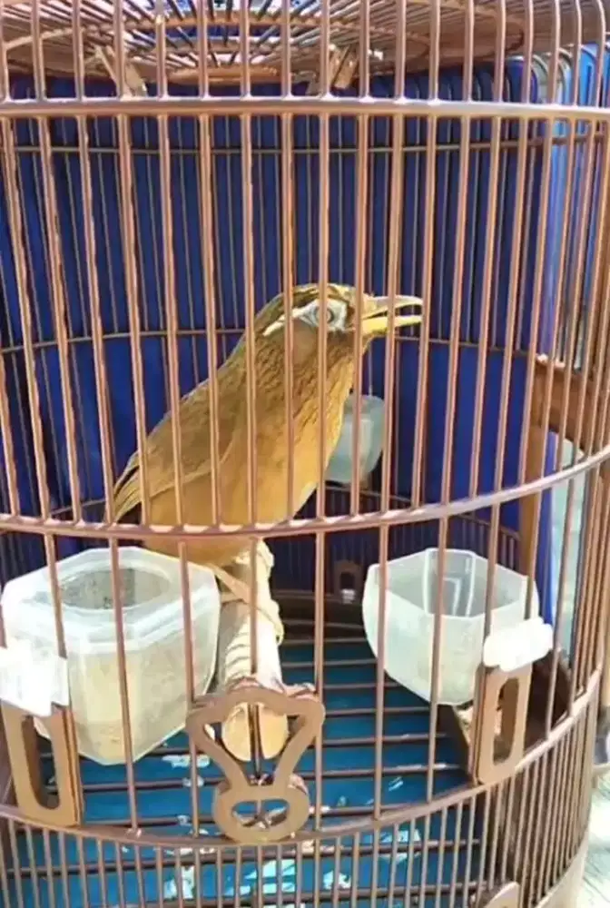 hwambi jantan mulus bodi big