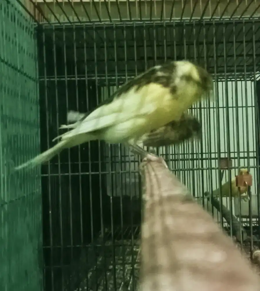 Kenari F1Ys bahan/Paut Jantan