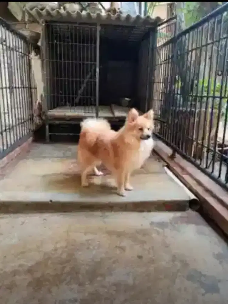 Anak anjing pom