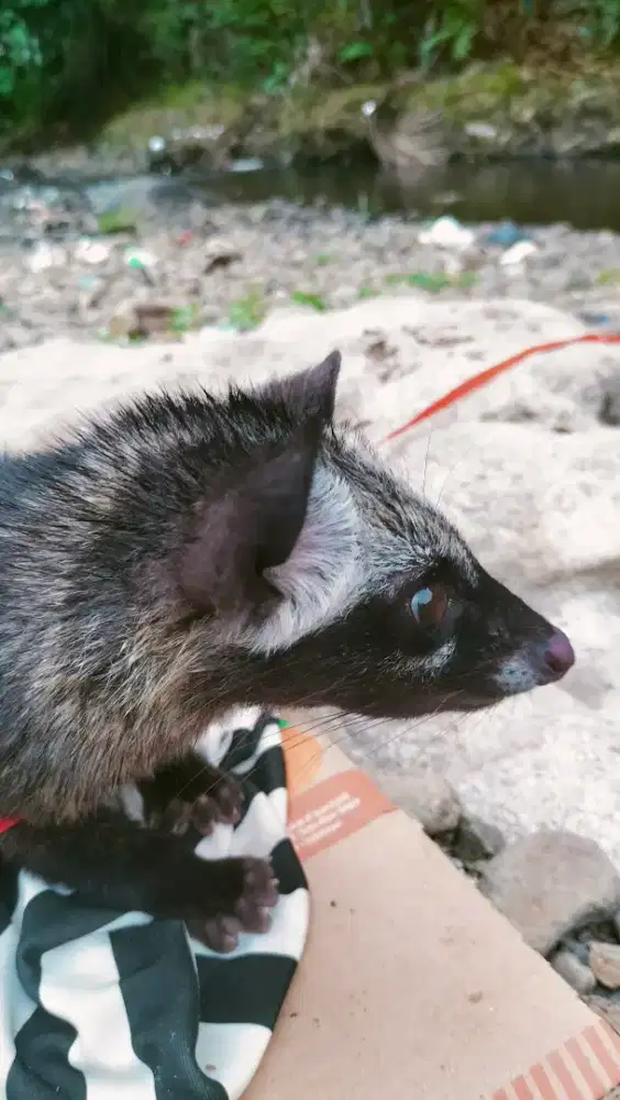 Musang pandan rawatan
