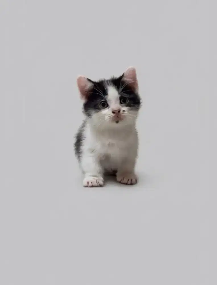 Munchkin BSH Bico Black
