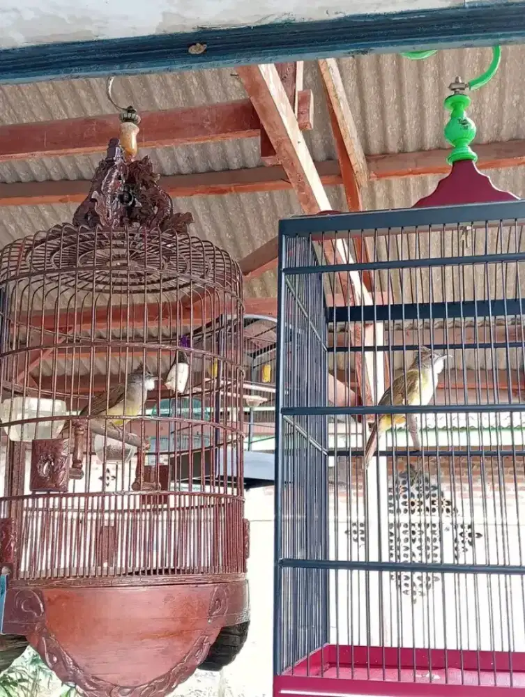 Cucak jenggot priangan sajodo kangge aviary atau masteran sae