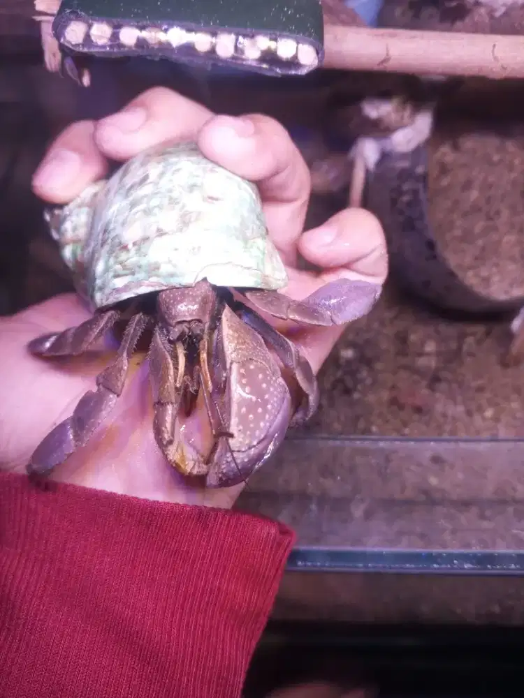 Kelomang Brevimanus
