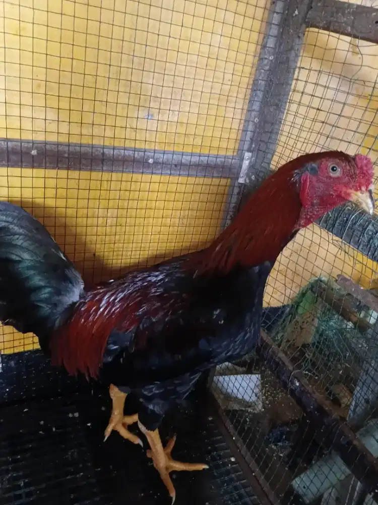 AYAM Bangkok Klasik & ayam pelung
